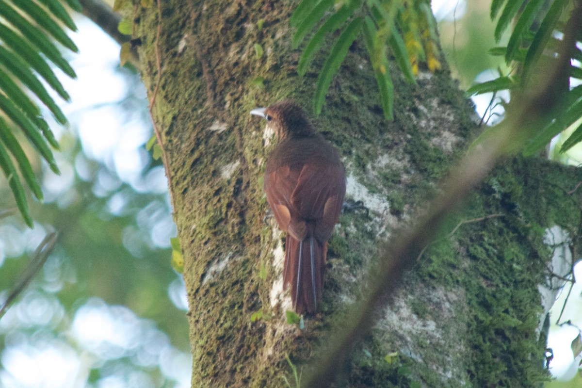 Plain-brown Woodcreeper - ML310563691