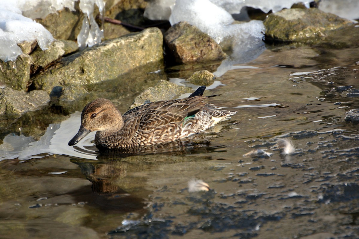 Green-winged Teal - ML310564011