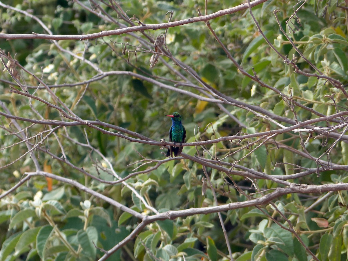 kolibřík lesklobřichý - ML31056721