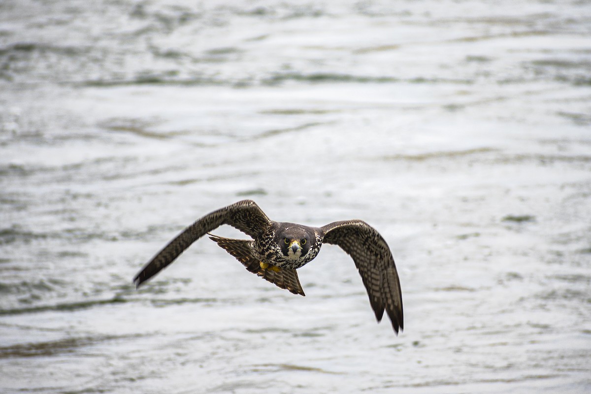 Peregrine Falcon - ML310567861