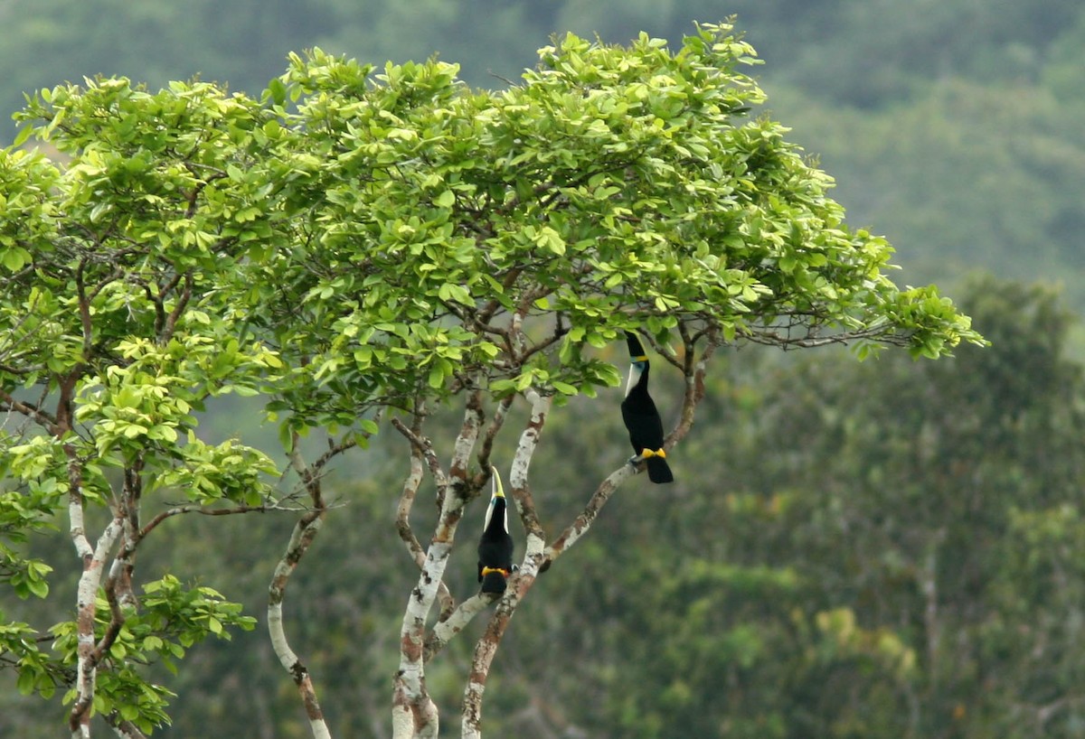 White-throated Toucan (Cuvier's) - ML310567931