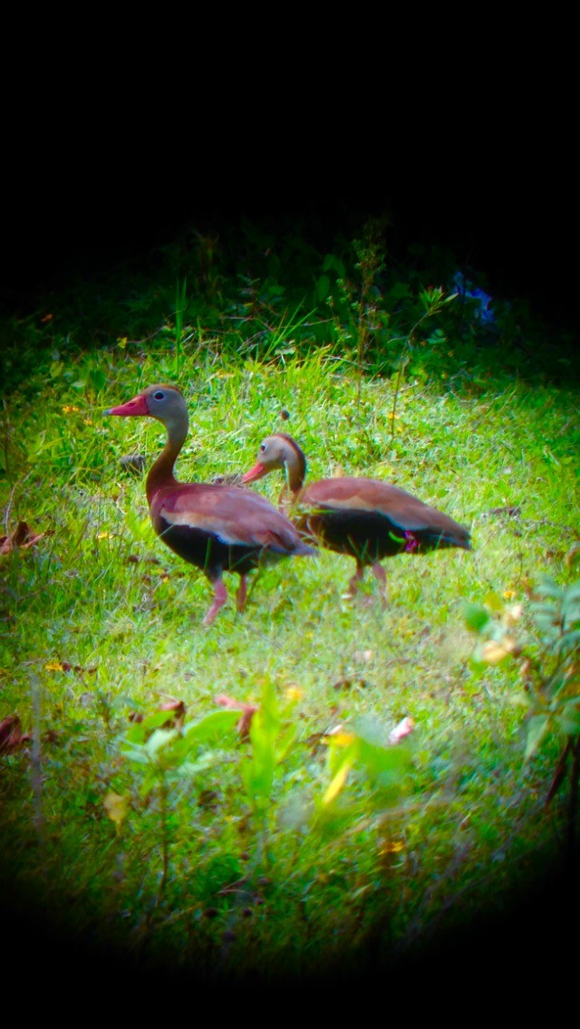 Black-bellied Whistling-Duck - ML31057141