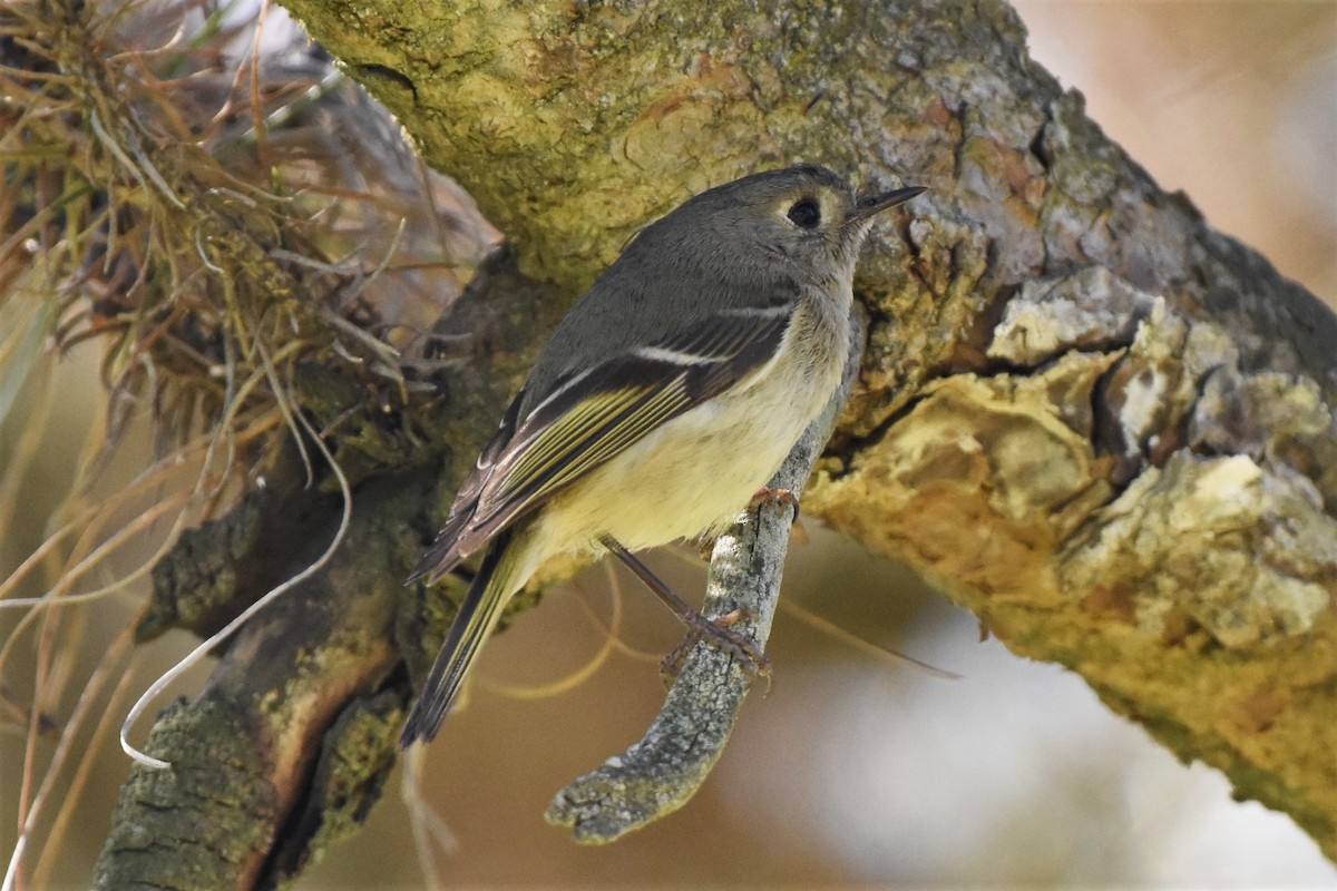 Ruby-crowned Kinglet - Thomas Van Huss