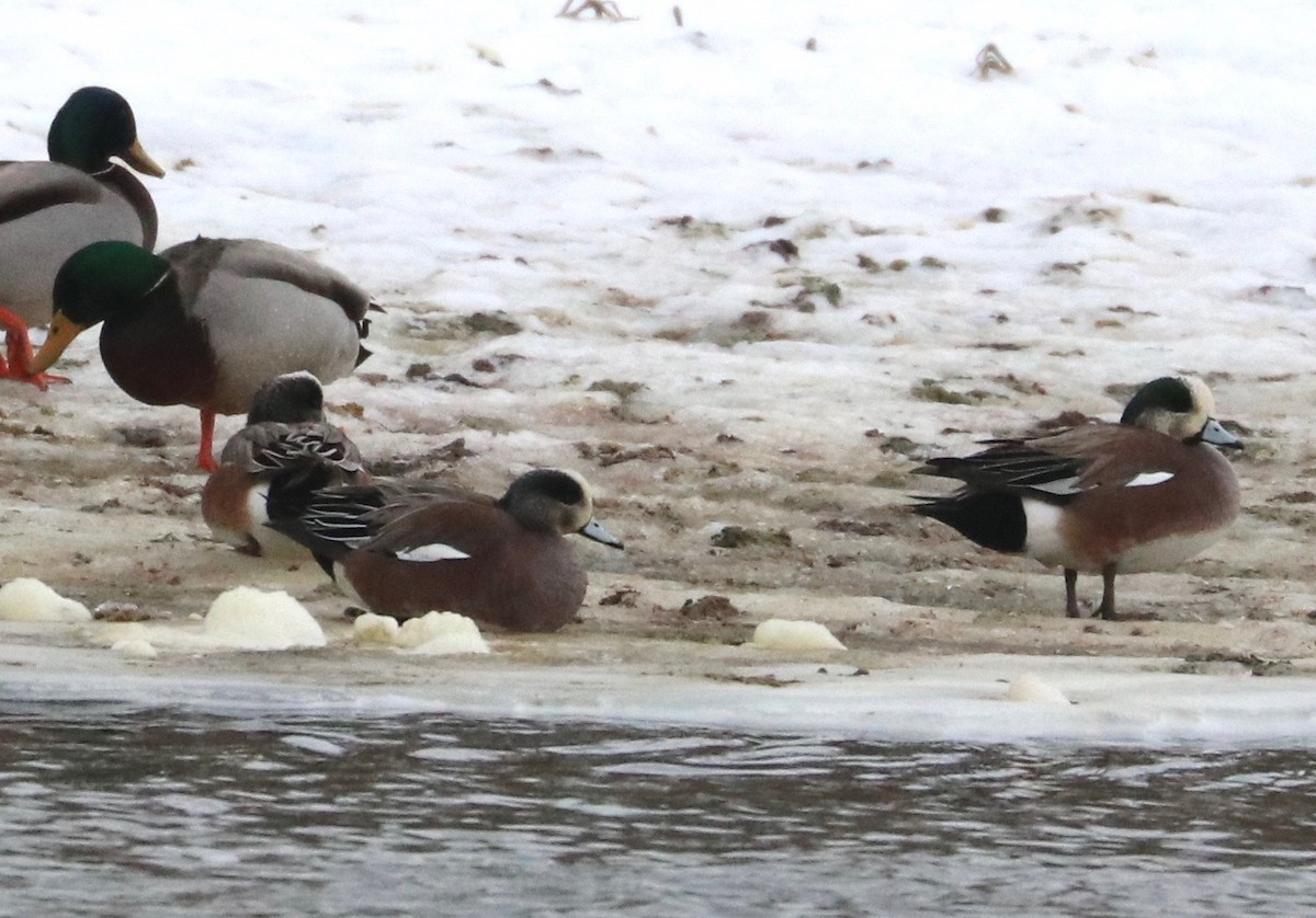 American Wigeon - ML310577421