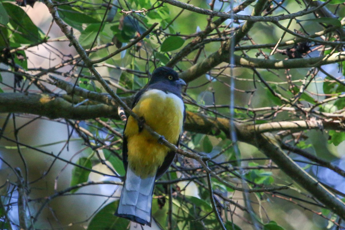 Graukopftrogon - ML310577731