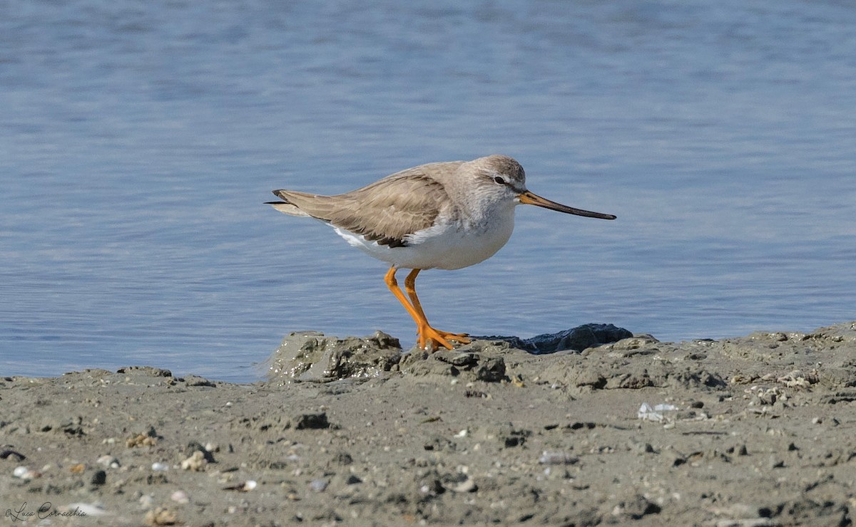 Terek Sandpiper - ML310577841