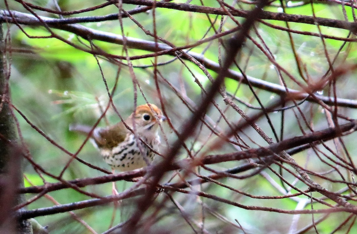 Ovenbird - ML31058161