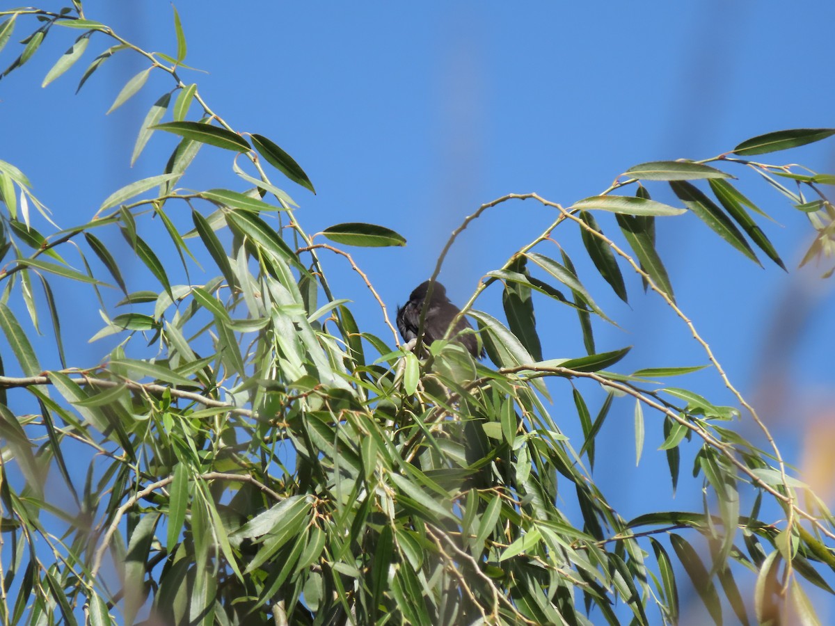 Variable Oriole - Elizabeth Lorenzo