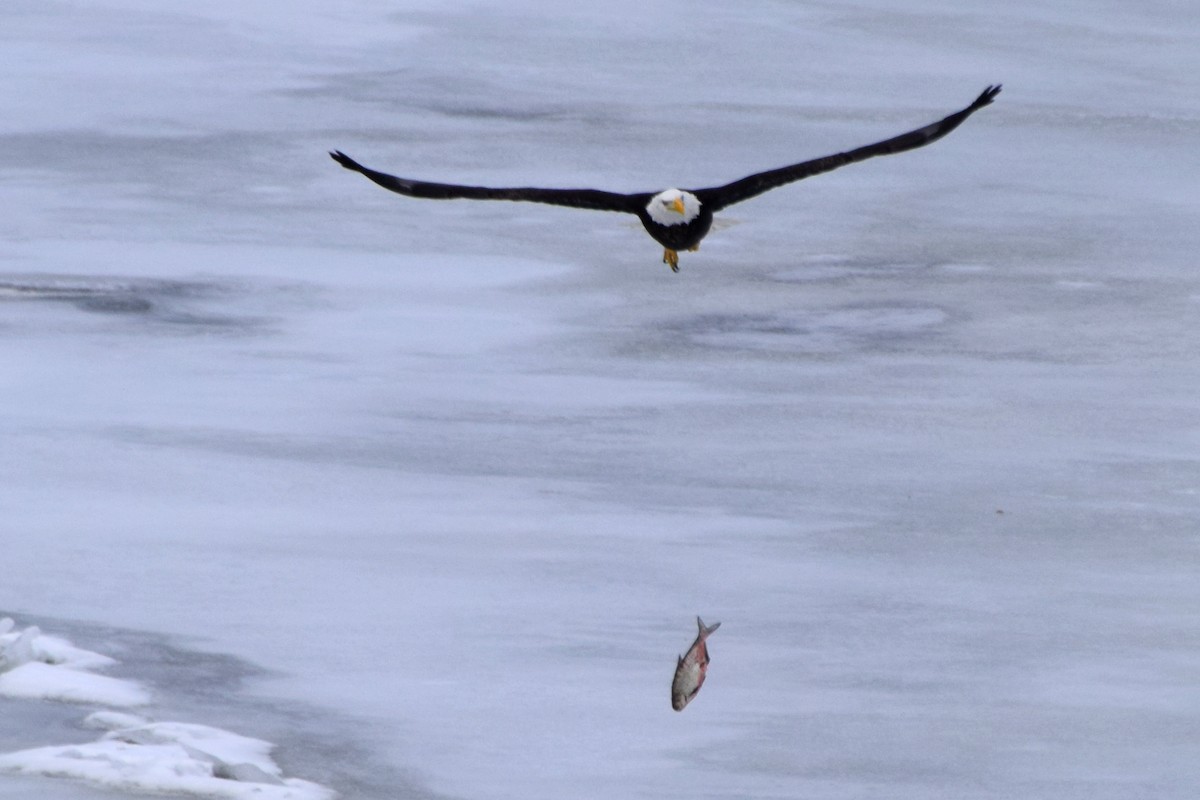 Bald Eagle - ML310583141