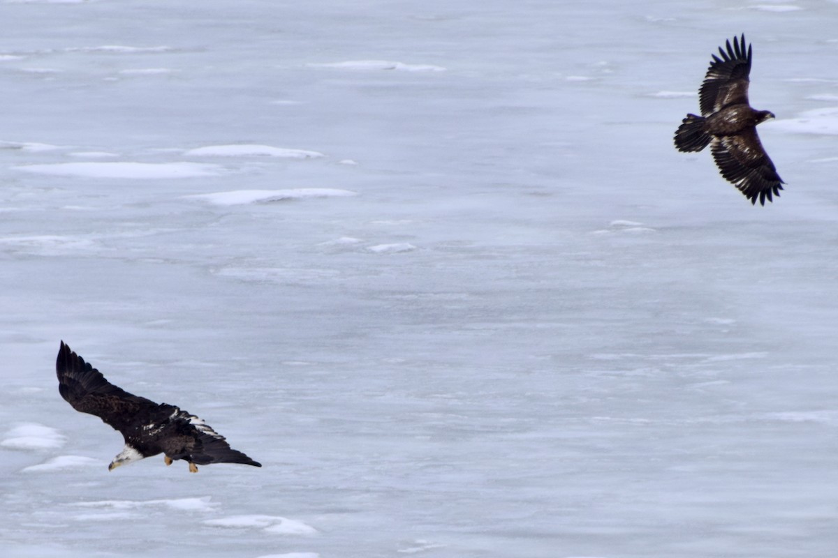 Bald Eagle - ML310583151