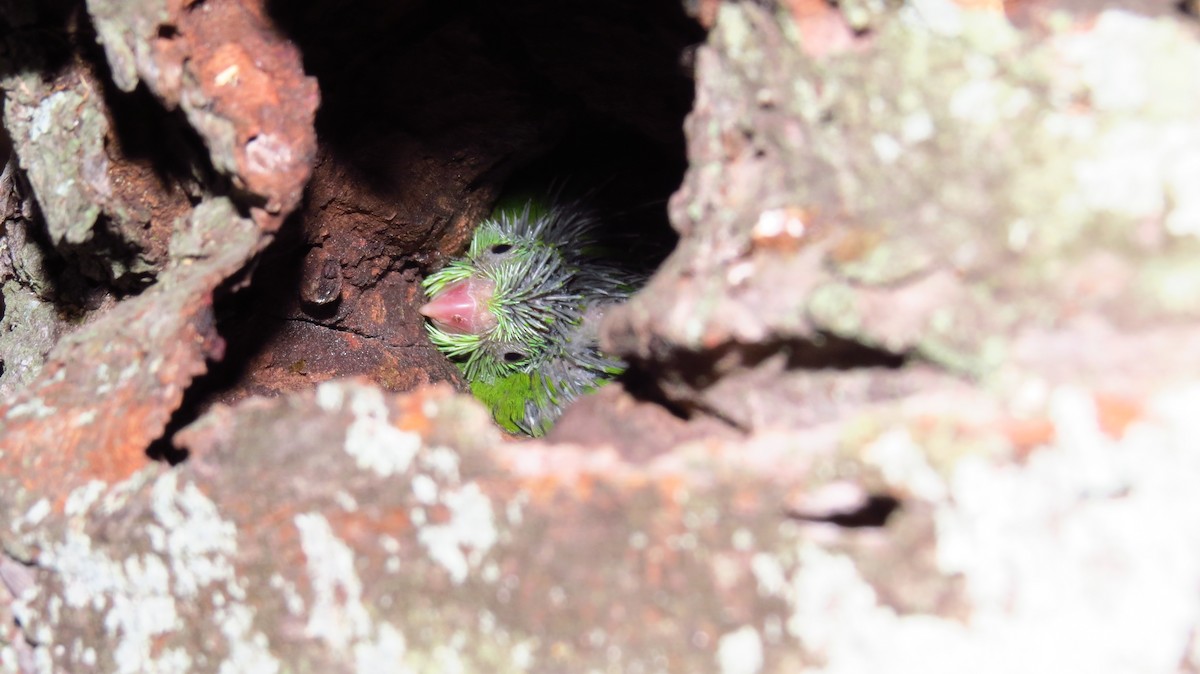 Spectacled Parrotlet - ML31058321