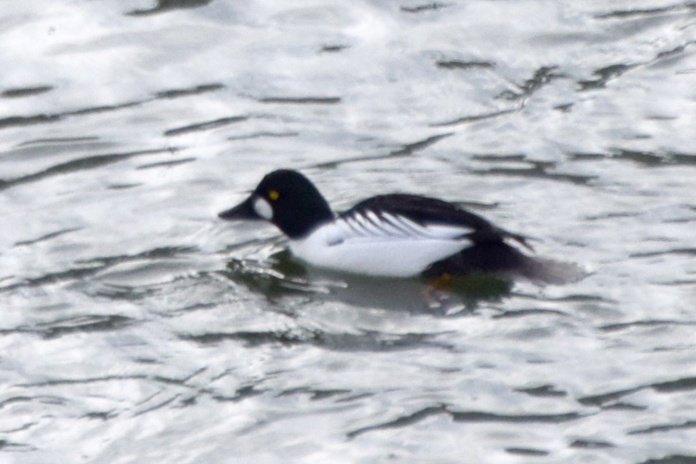 Common Goldeneye - ML310583251