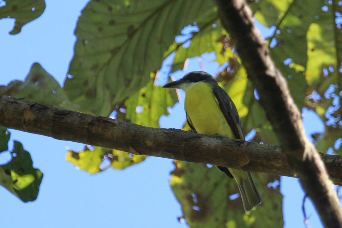 Boat-billed Flycatcher - ML310584681