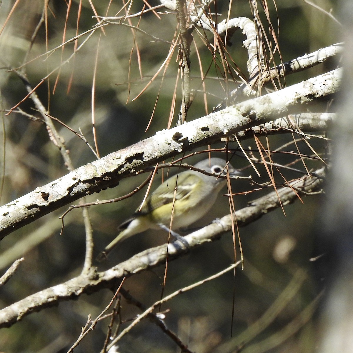 Graukopfvireo - ML310584761