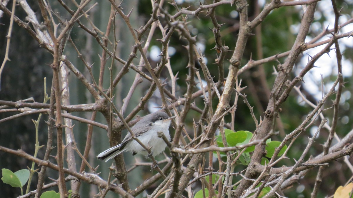 Tropical Gnatcatcher - ML31058481