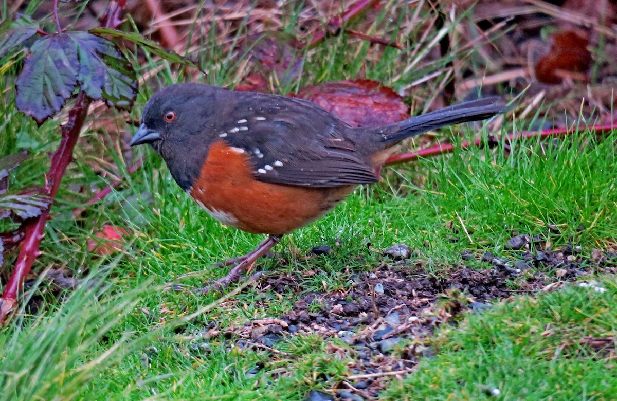 Spotted Towhee - ML310585251