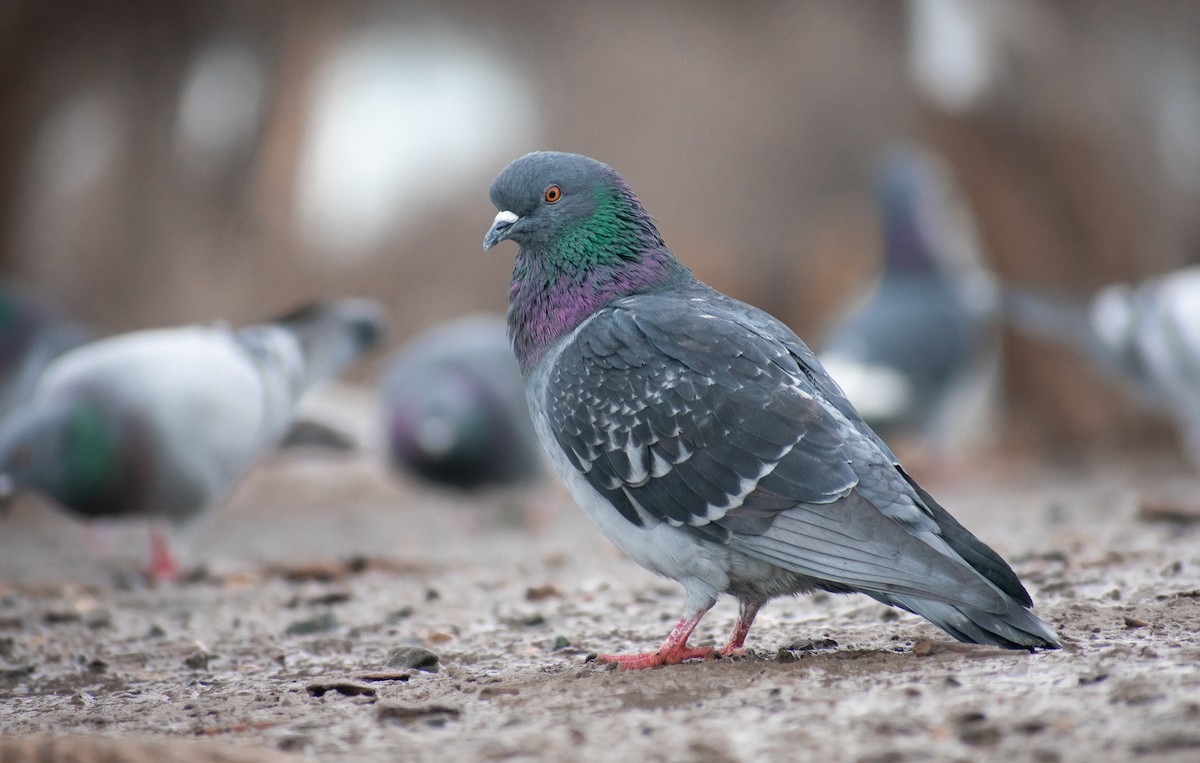 Rock Pigeon (Feral Pigeon) - ML310588771