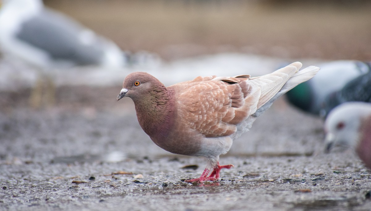 Rock Pigeon (Feral Pigeon) - ML310588961