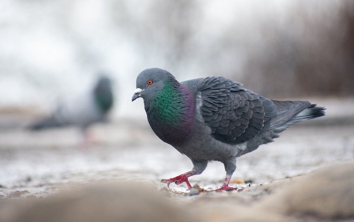 Rock Pigeon (Feral Pigeon) - ML310589001