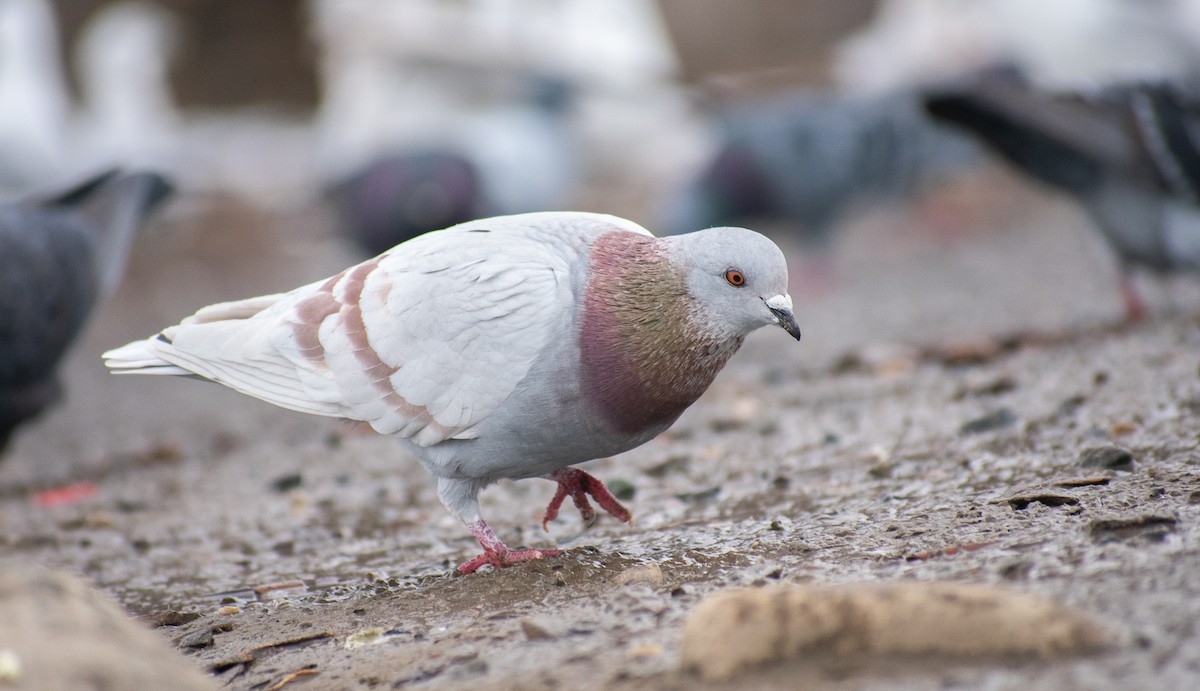 Rock Pigeon (Feral Pigeon) - ML310589611