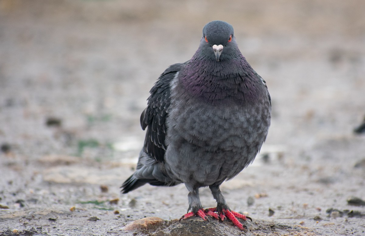 Rock Pigeon (Feral Pigeon) - ML310589621