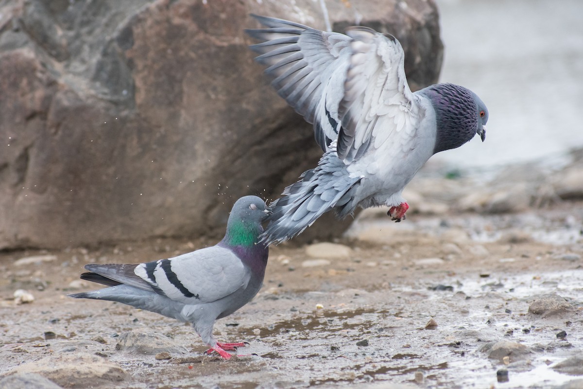 Rock Pigeon (Feral Pigeon) - ML310589631