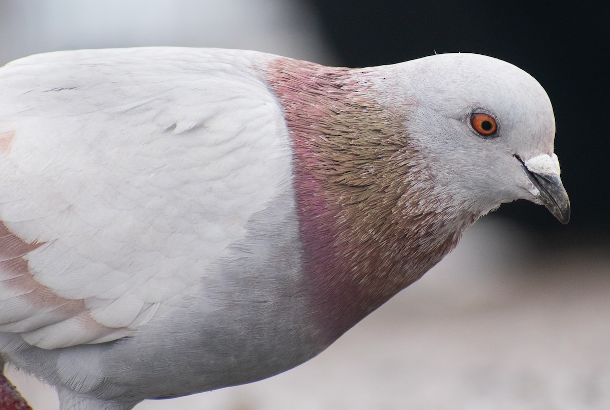 Rock Pigeon (Feral Pigeon) - ML310589651