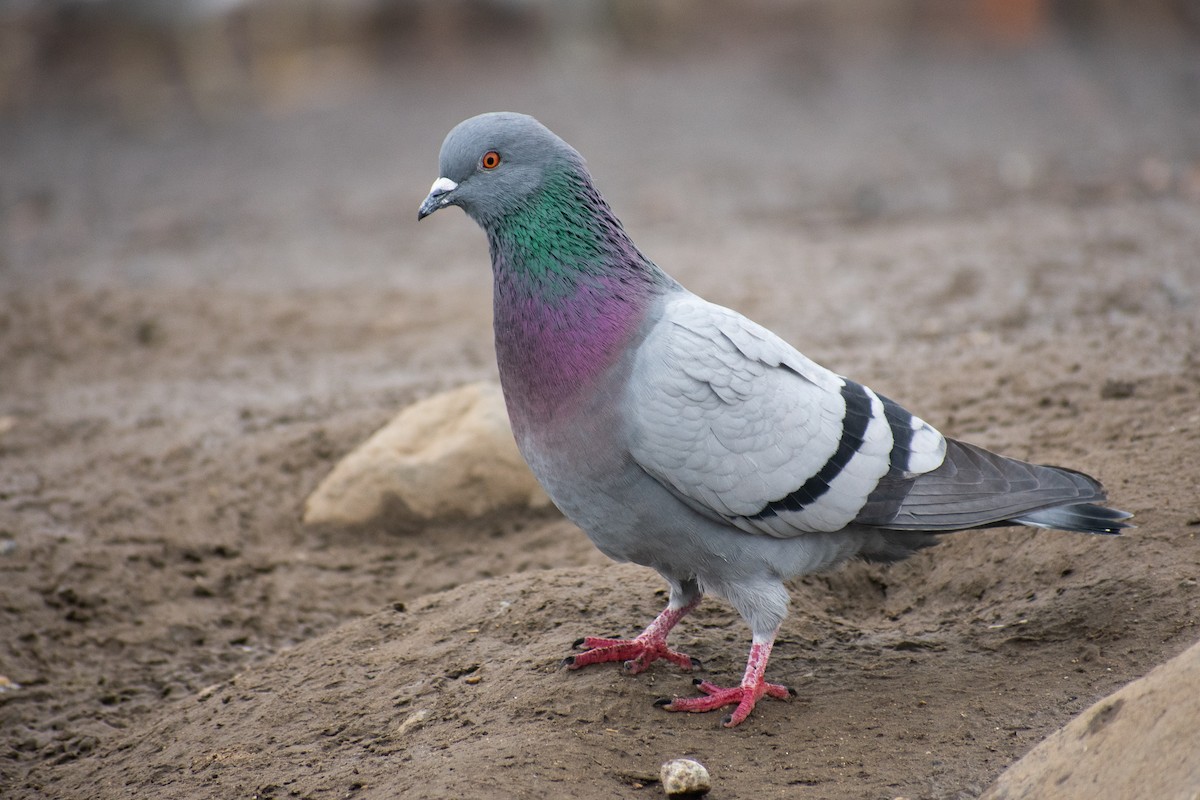 Rock Pigeon (Feral Pigeon) - ML310589761