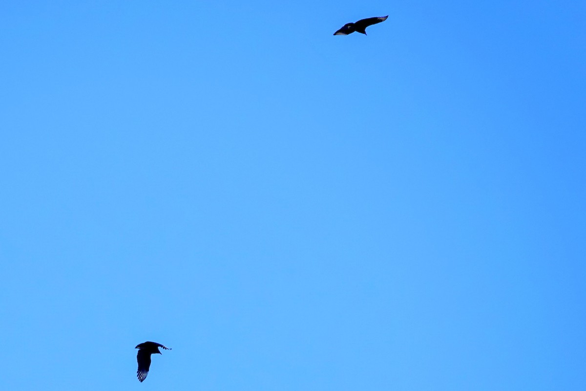 Black Vulture - ML310593511