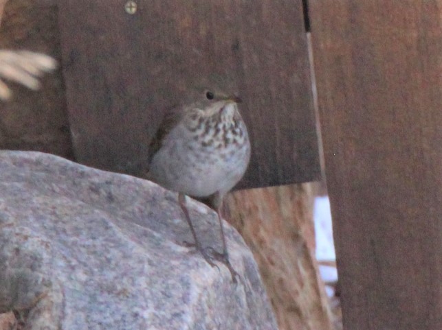 Hermit Thrush - ML310595611