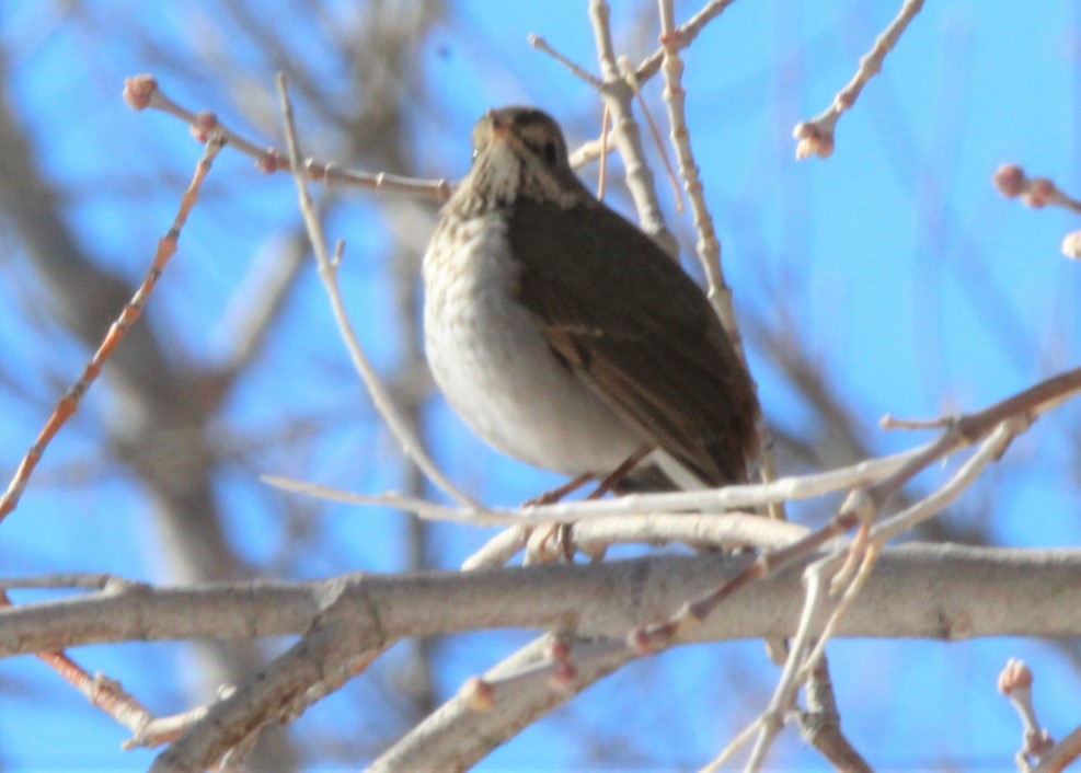 Hermit Thrush - ML310595621