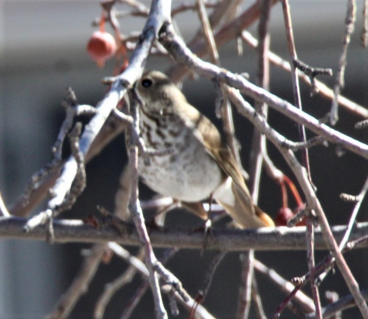 Hermit Thrush - ML310595631