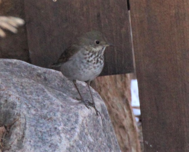 Hermit Thrush - ML310595641