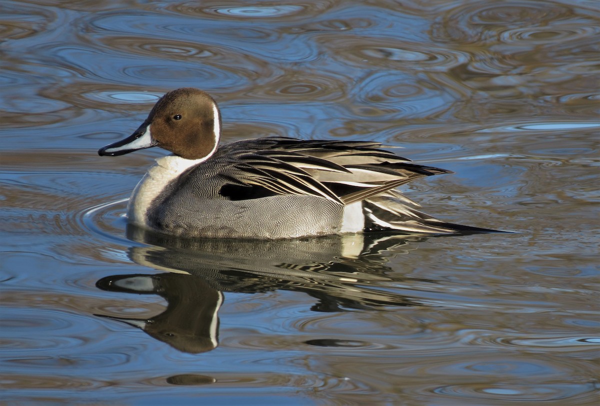 Northern Pintail - ML310596661