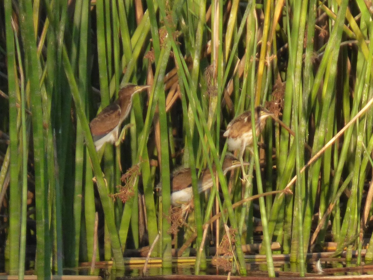 Least Bittern - ML31059721