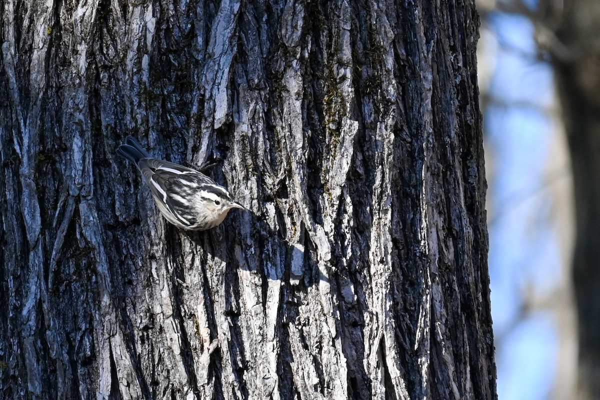 Black-and-white Warbler - ML310597911