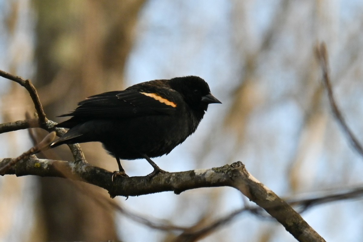 Red-winged Blackbird - ML310598111