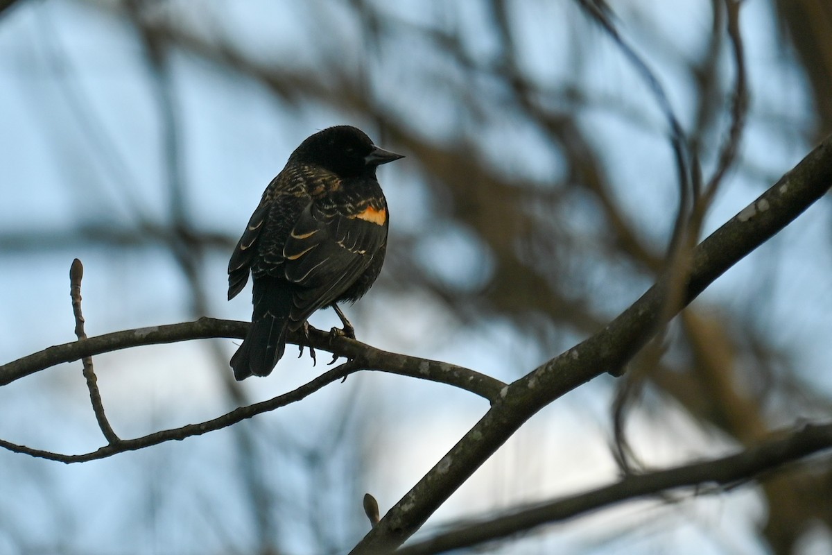 Red-winged Blackbird - ML310598131