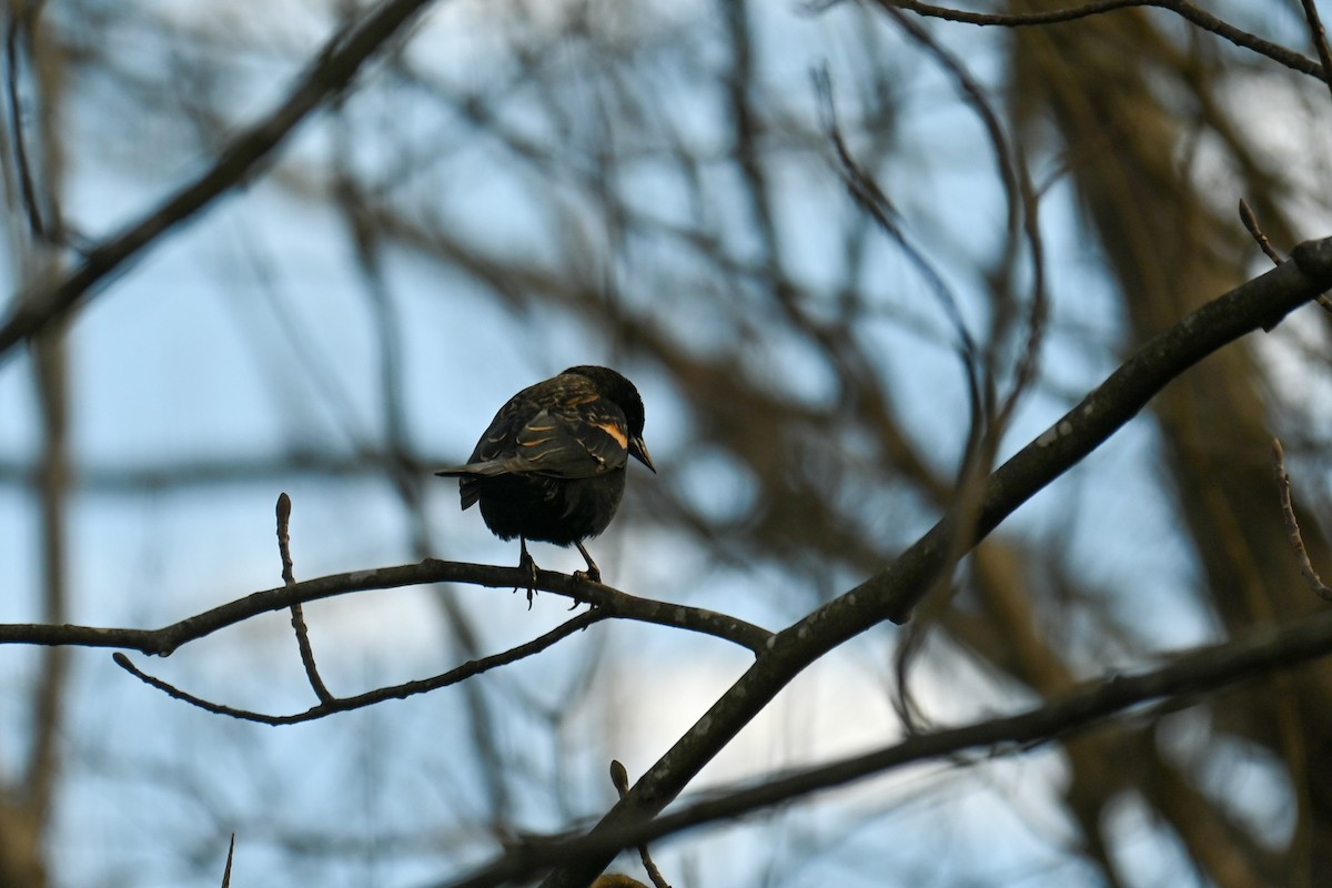 Red-winged Blackbird - ML310598141