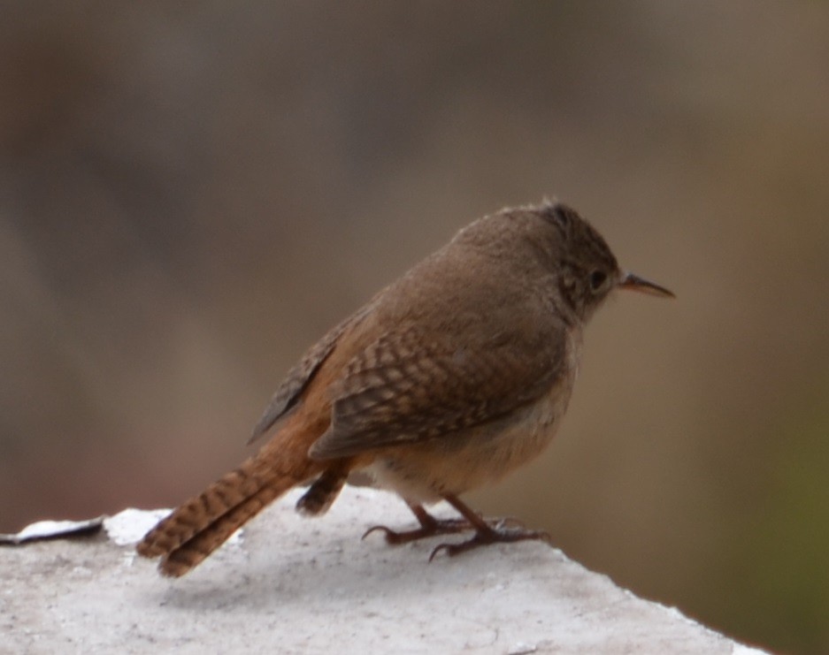 House Wren - ML310598321