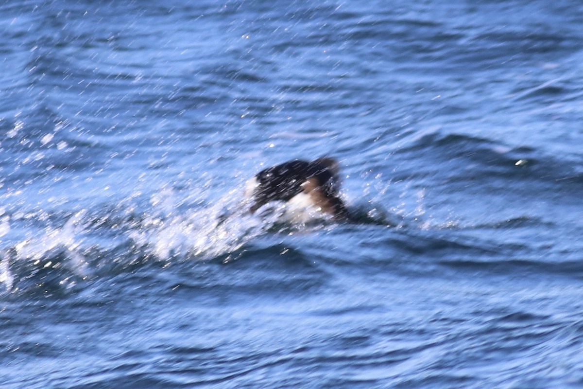 Atlantic Puffin - Andrew Marden