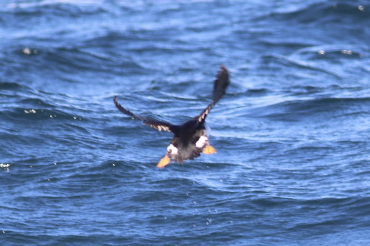 Atlantic Puffin - Andrew Marden