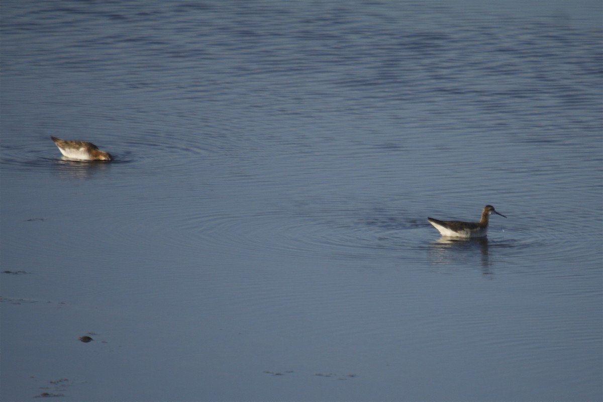 Wilson's Phalarope - ML31060041