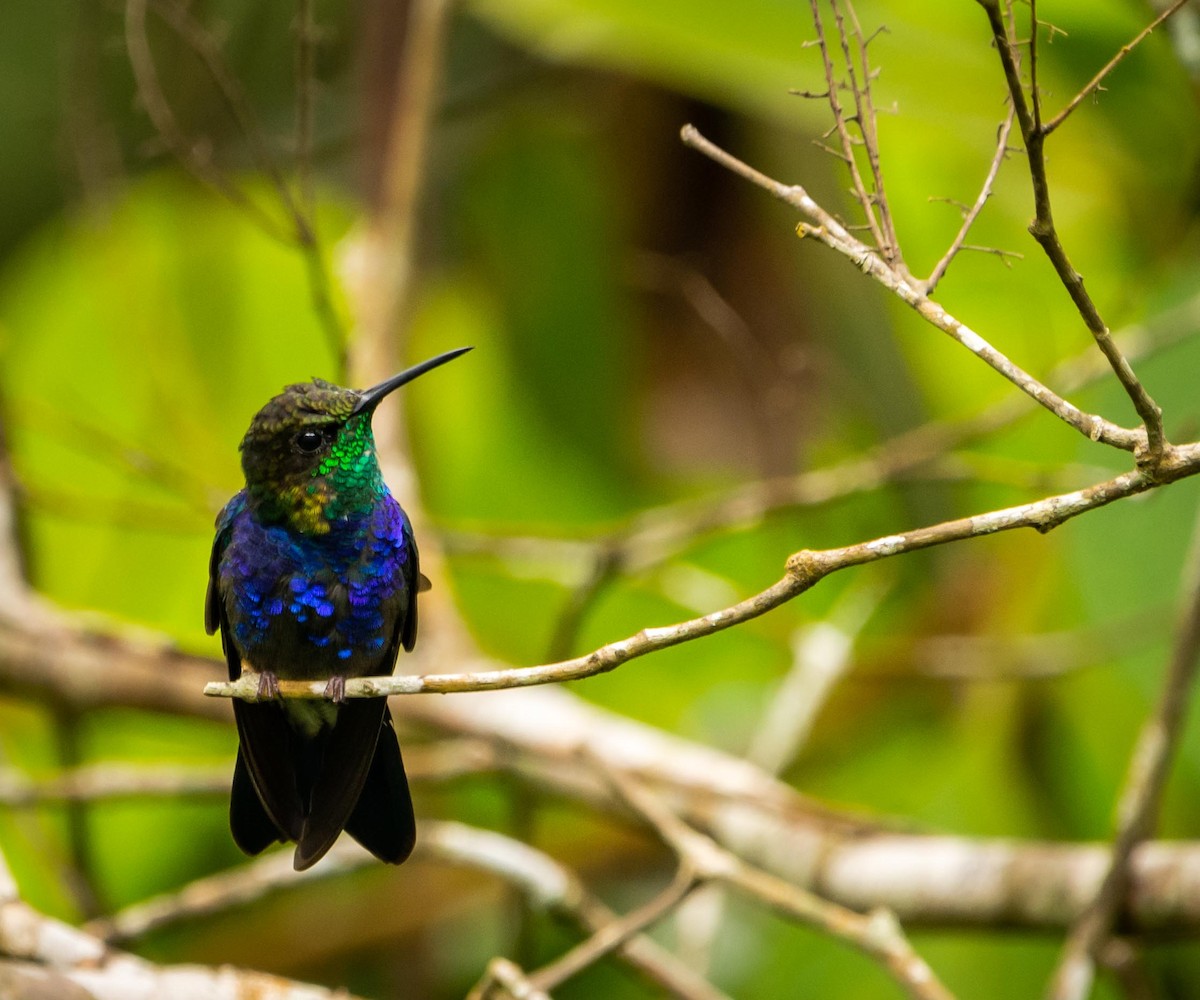 Zafiro Golondrina - ML310601861