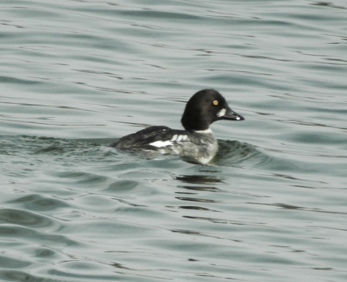 Common Goldeneye - Kurt Schwarz