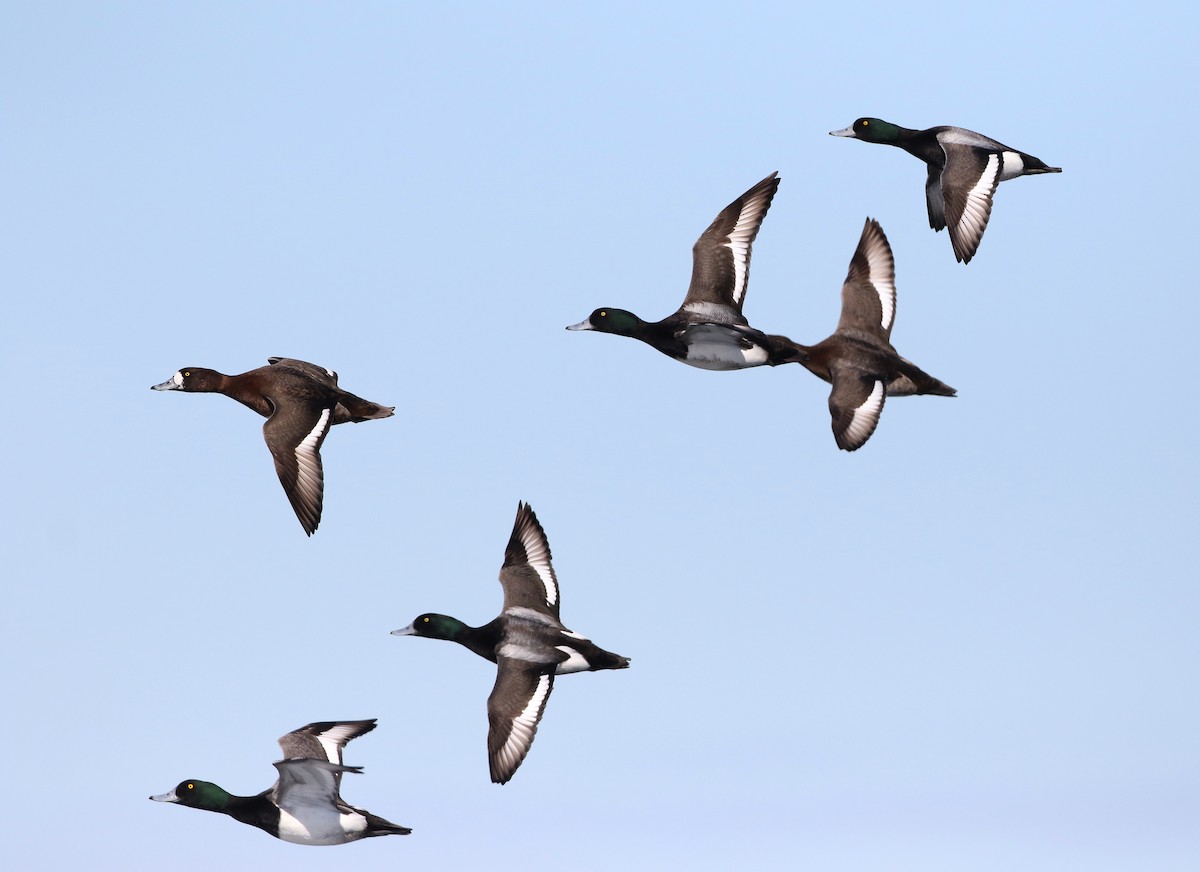 Greater Scaup - ML310602631