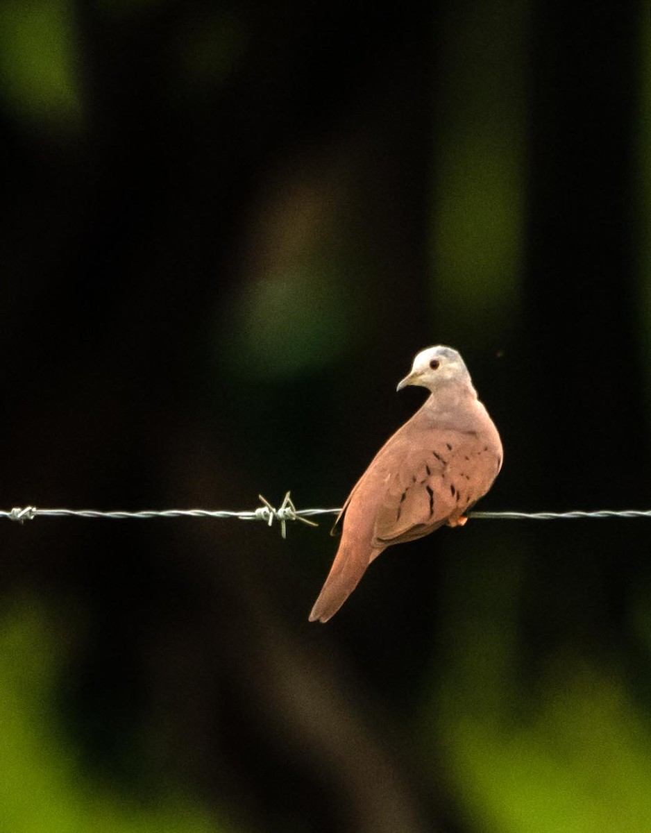 Ruddy Ground Dove - ML310602641