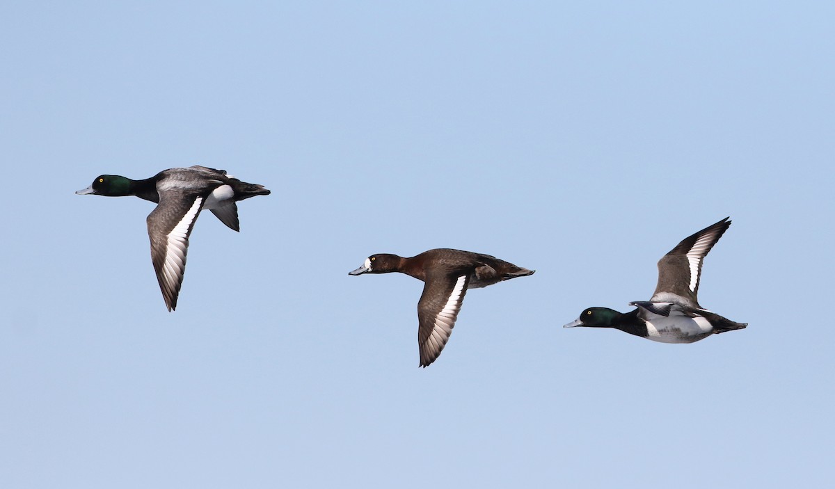 Greater Scaup - ML310602661