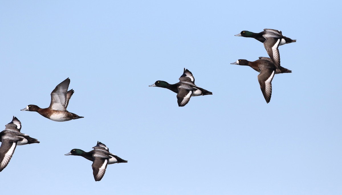 Greater Scaup - Jay McGowan