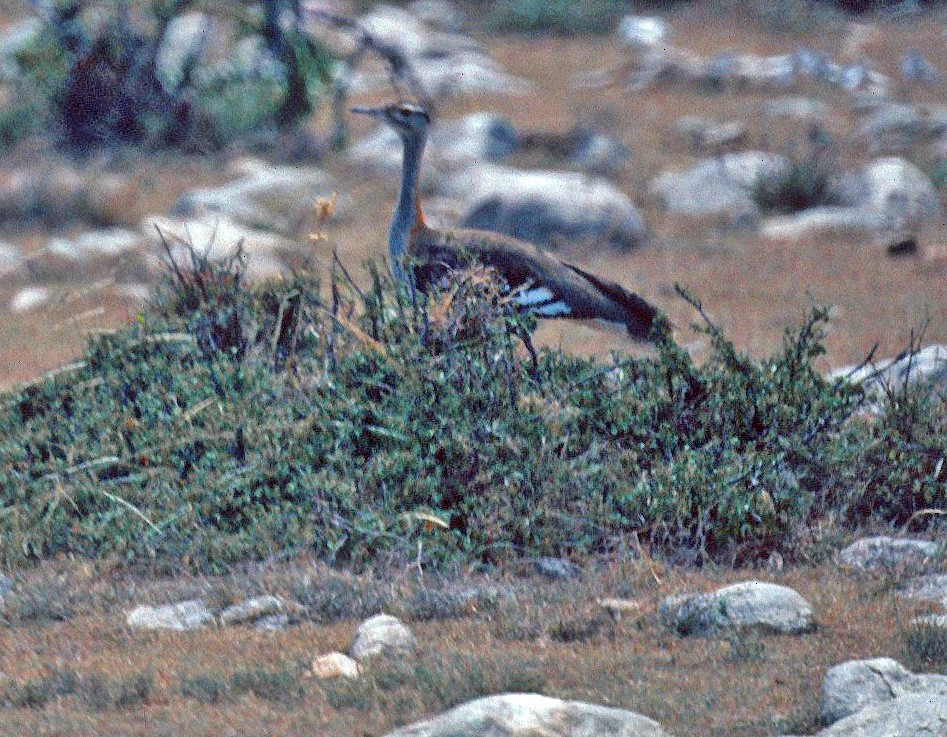 Denham's Bustard (Jackson's) - ML310604101